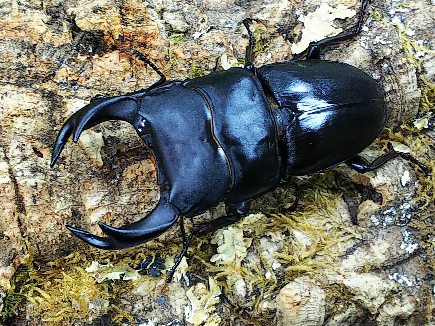 国産オオクワガタ(佐賀県産) – クワガタムシ・カブトムシ昆虫専門店COLORS
