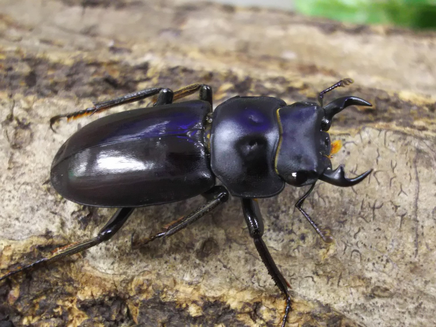オキナワコクワガタ(リュウキュウコクワガタ) – クワガタムシ