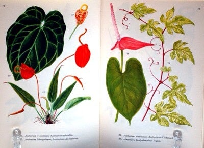 ○フランスの観葉植物・植物図鑑のヴィンテージ洋書 | 海外の