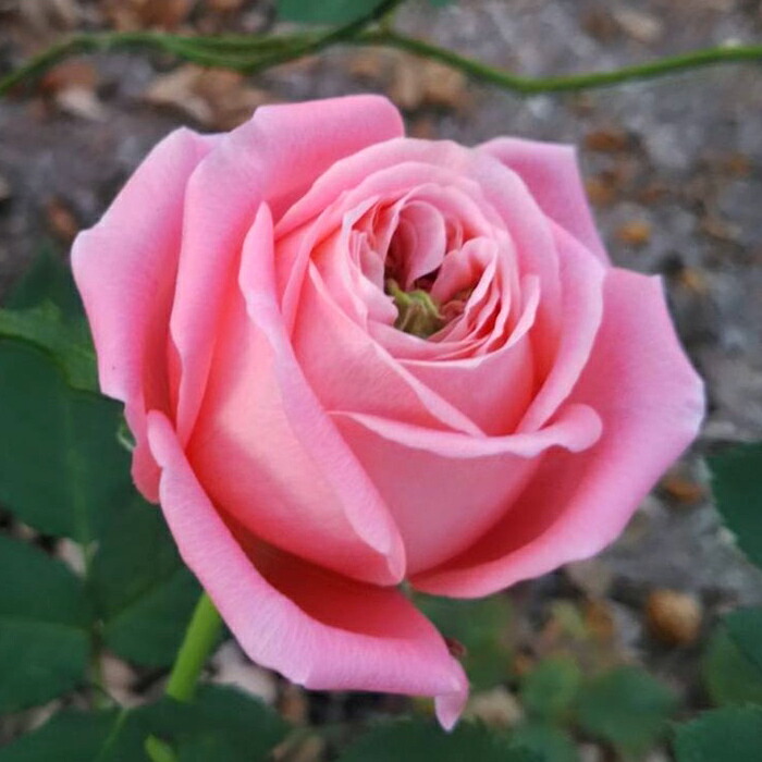 楽天市場】予約販売 バラ苗 バラ新苗 鮭 契約品種 薔薇 ばら 国産苗
