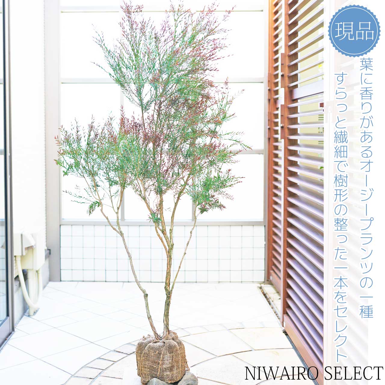 楽天市場】【メラレウカ】 レッドジェム ティーツリー 株立ち 自然樹形