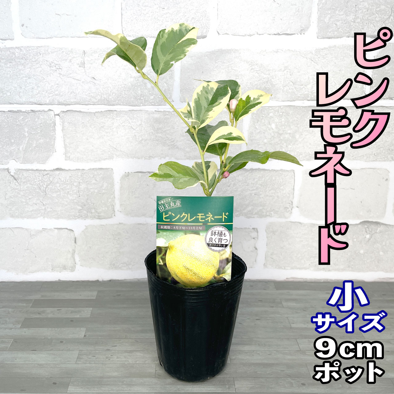 楽天市場】レモン 苗木 ピンクレモネード [小] 9cmポット 【ベランダで