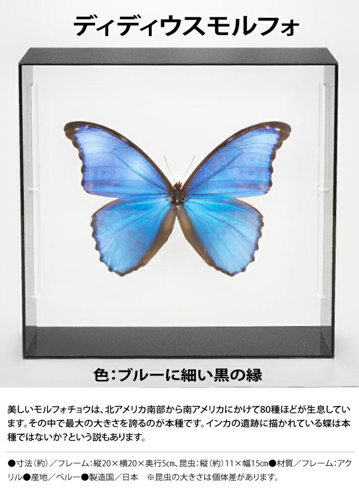 楽天市場】標本 アクリル 昆虫 蝶 標本コレクション ディディウス