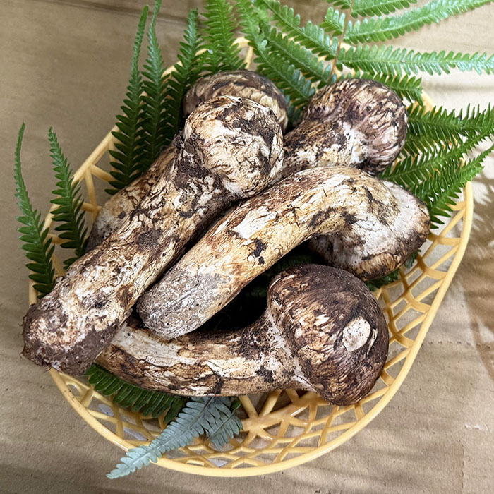 楽天市場】中国産 松茸（まつたけ）つぼみ 3〜6本入り 約200g（籠