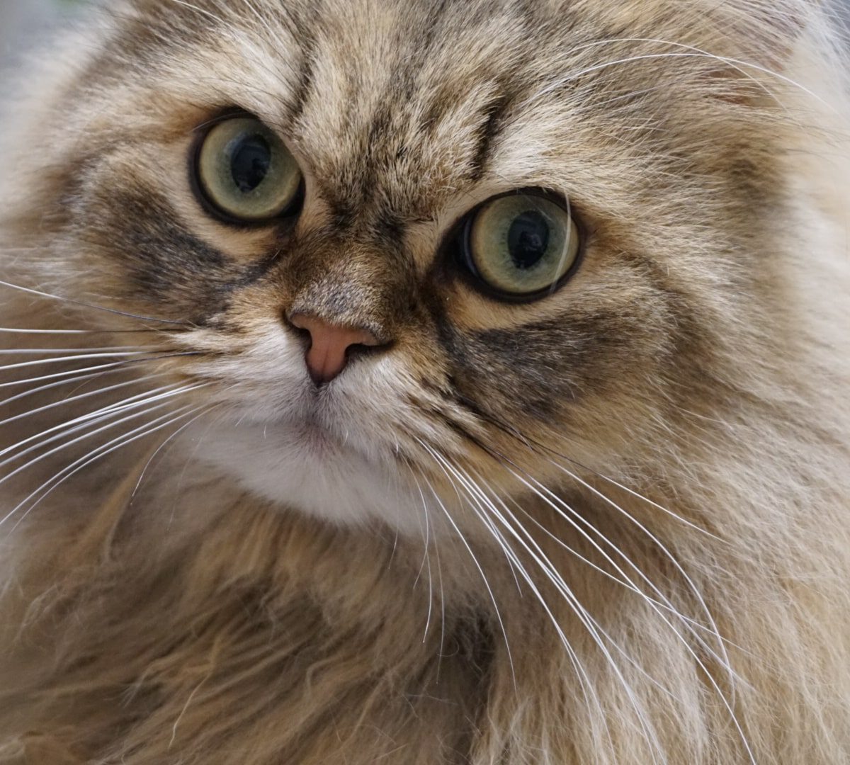 ペルシャは猫の王様！その性格や特徴は？チンチラとの違いも解説