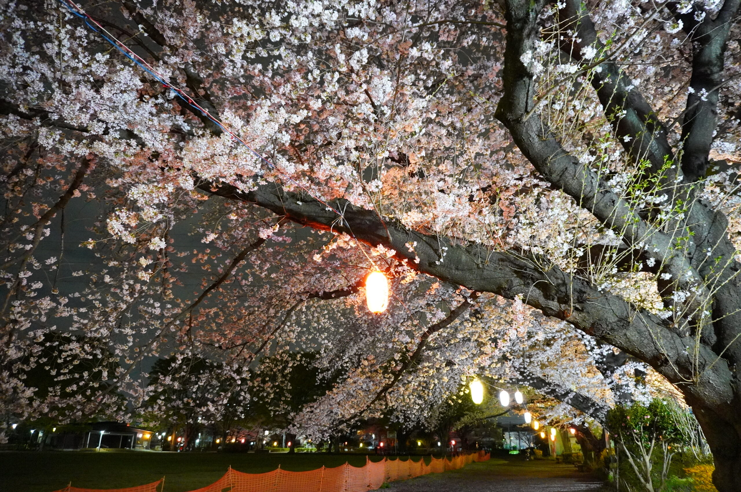 夜桜 – Hi Know!（ひのぅ）日野市 まちにくわわるポータルサイト