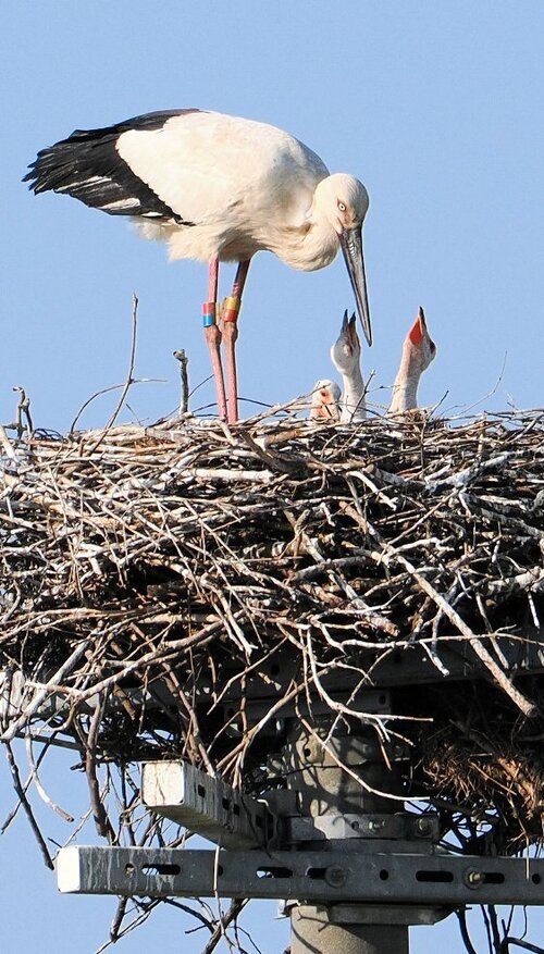 大山町でコウノトリ繁殖 2年連続 | 日本海新聞 NetNihonkai