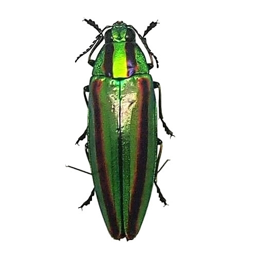 ヤマトタマムシ , タグ「昆虫」 , 蝶の標本 販売・通販のNatureShop