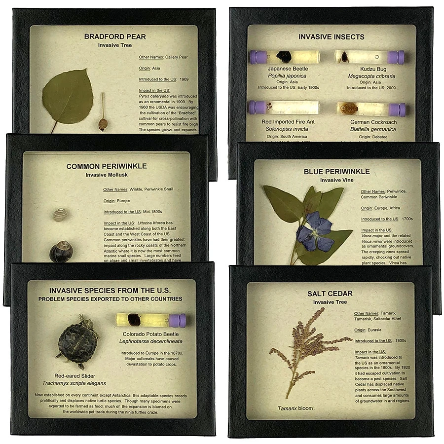 Invasive Species Set of 12 Displays | Nature-Watch