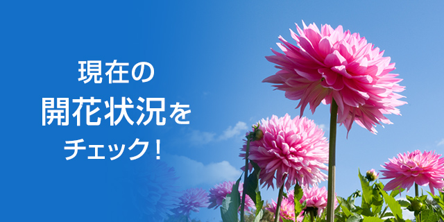 花まつり｜なばなの里