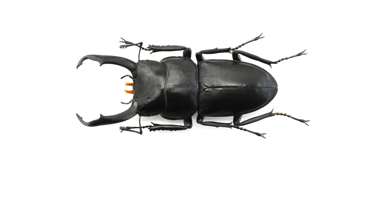kokuwa_50.5mm.png