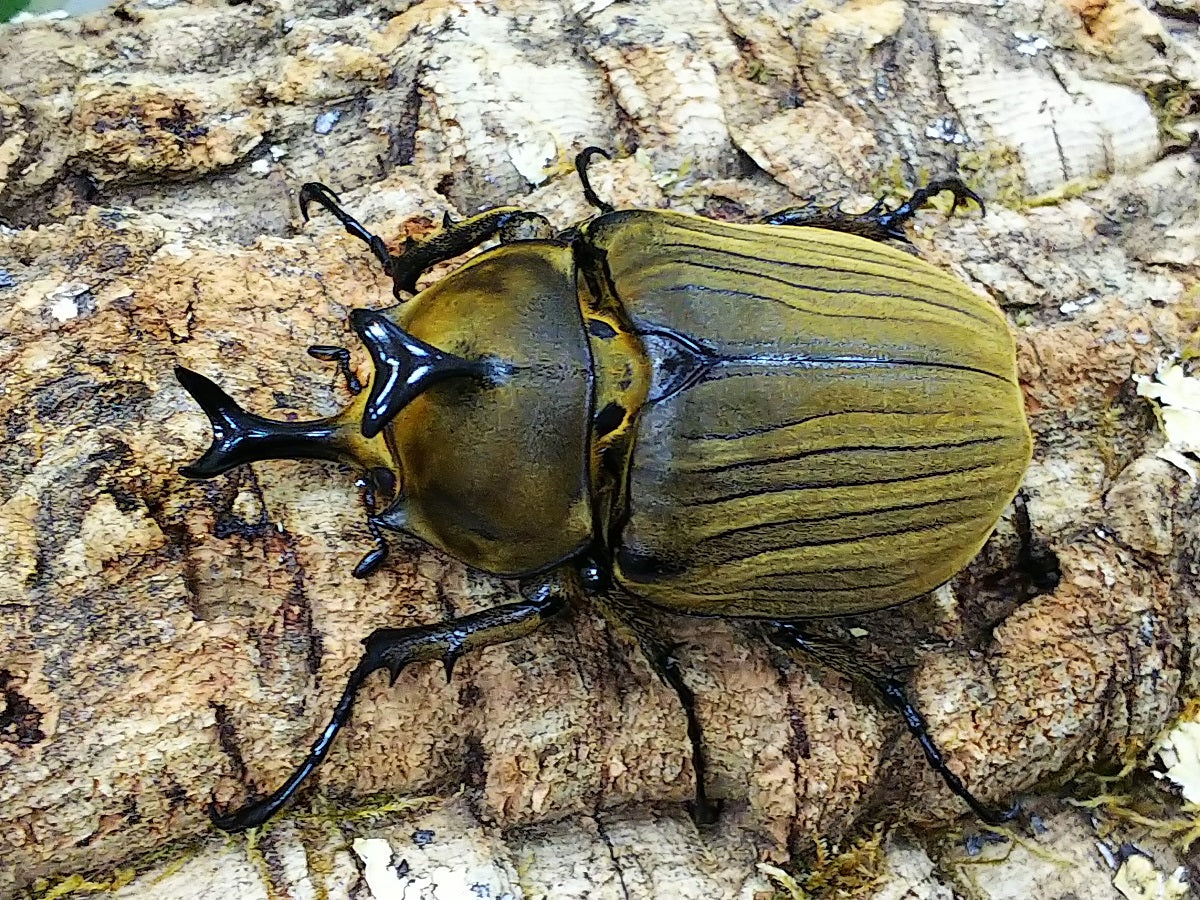 ゾウカブト – クワガタムシ・カブトムシ昆虫専門店COLORS