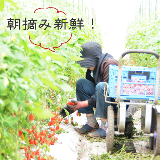 2026年1月〜発送】【完熟ミニトマト】アイコトマト 約1kg [SCB039