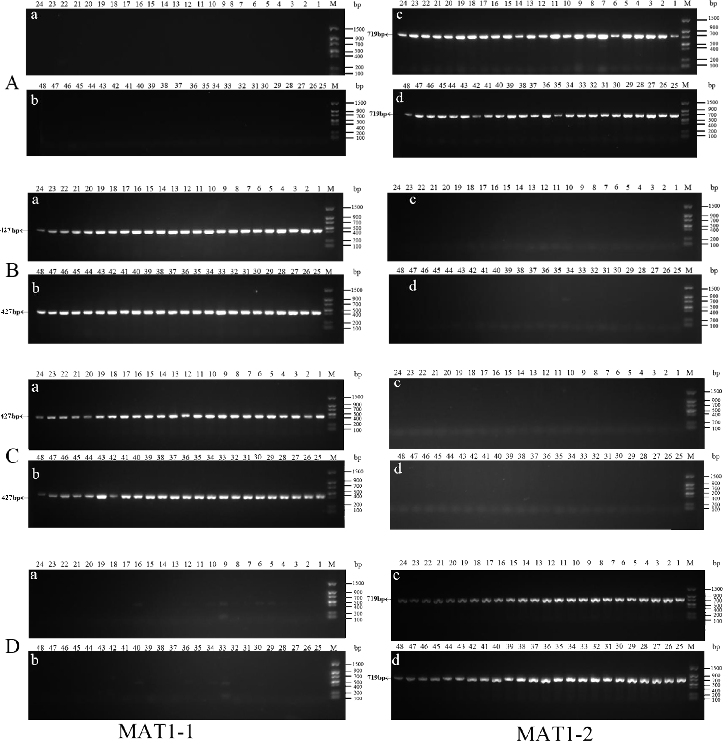 Effects of mating-type ratio imbalance on the degeneration of
