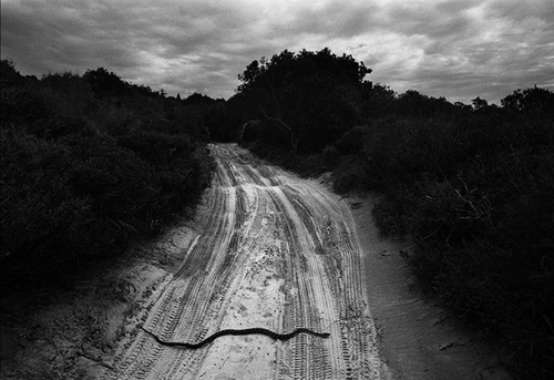 Trent PARKE - トレント・パーク | shashasha - Photography & art in