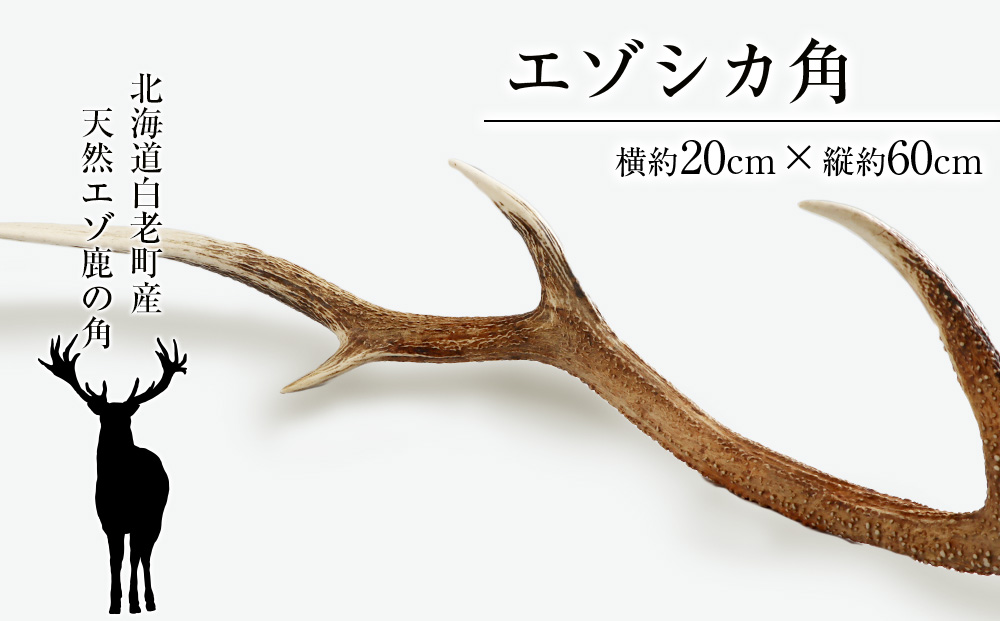 エゾシカ角（横約20cm×縦約60cm）｜ふるラボ