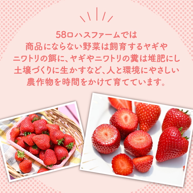 深紅のいちご 『ロイヤルクイーン』 大粒 12粒～15粒×1箱 先行予約