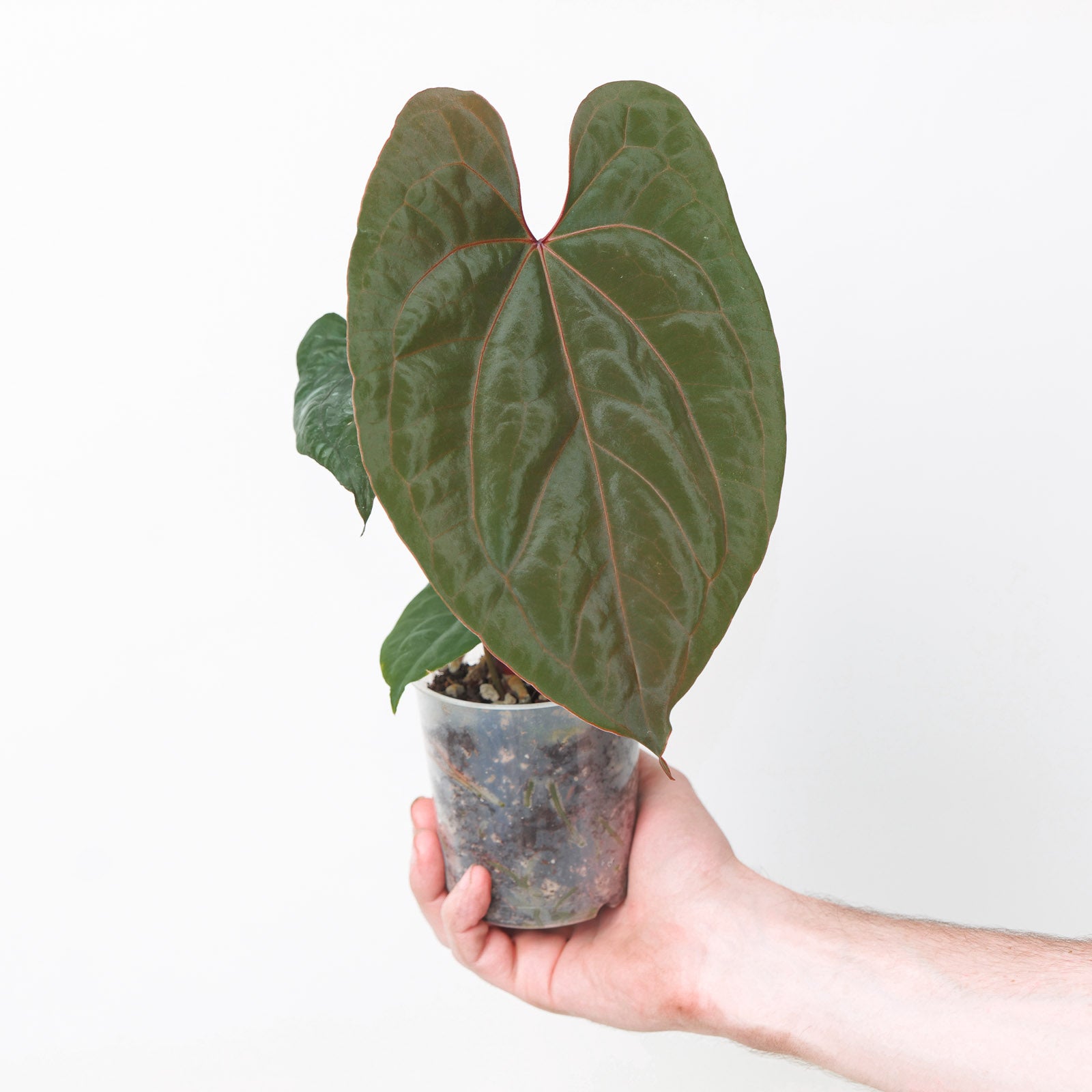 Anthurium kunayalense x RVDP | Plants | GrowTropicals.com