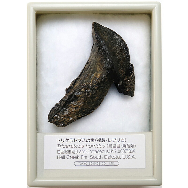 楽天市場】デイノニクスの爪 化石レプリカ 複製 : キッズマーケット