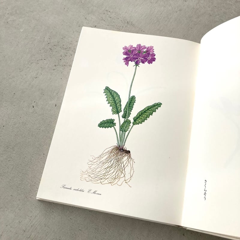 私の植物図鑑 | suiran