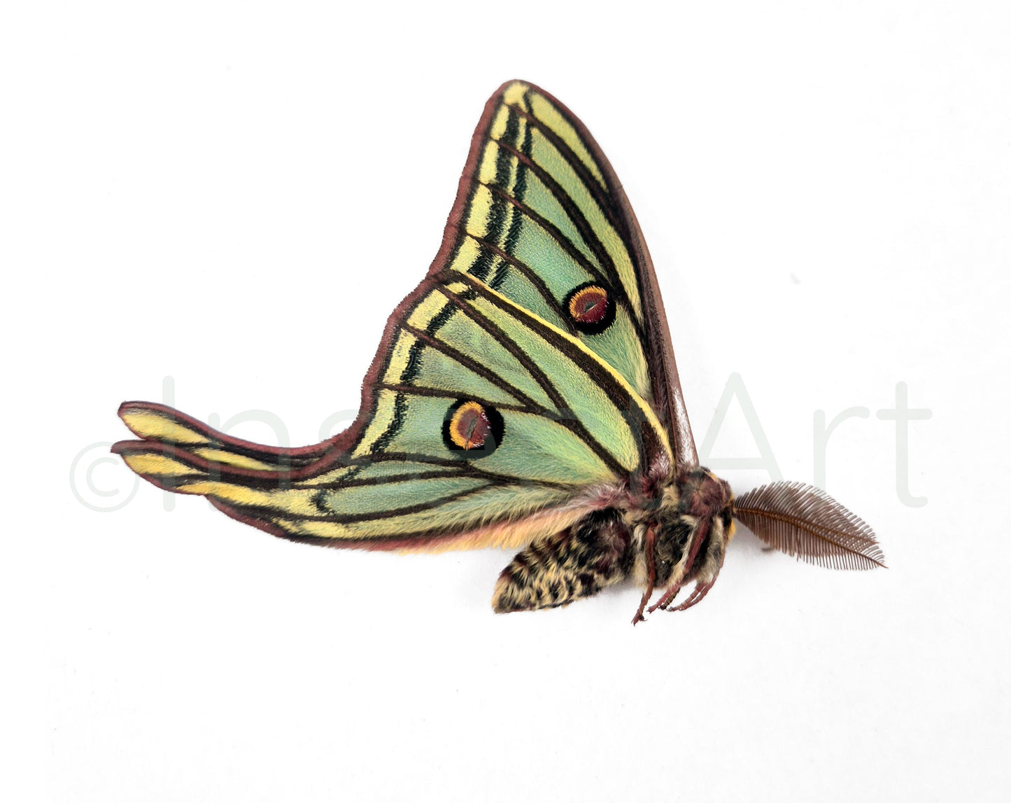 1x specimen Spanish Moon Moth Graellsia isabellae male unprepared