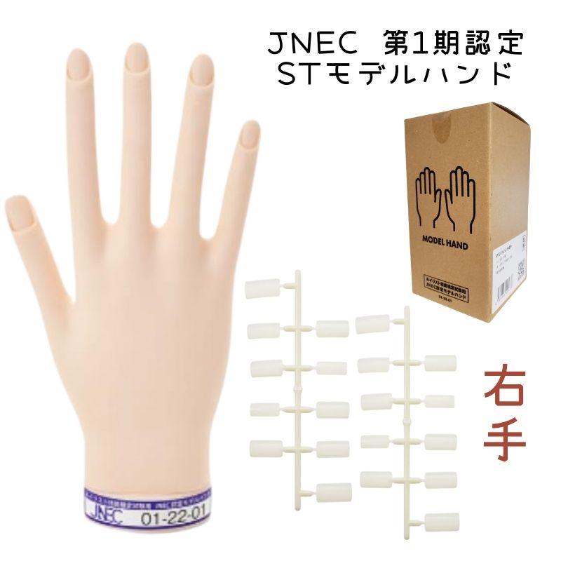 滝川（TAKIGAWA） JNEC認定ハンド STモデルハンド 右手 ネイルチップ