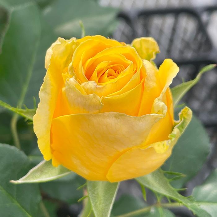 予約販売 バラ苗 バラ大苗 向日 契約品種 薔薇 ばら 送料無料 国産苗