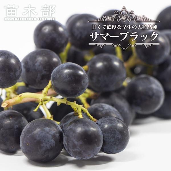 SUMMERぶどう Amazon.co.jp: B-TOPAZ ぶどう ブドウ 青森県産 完熟