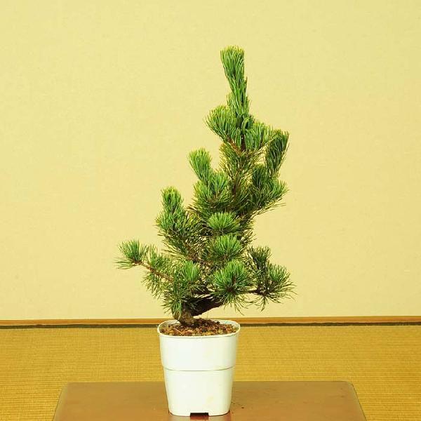 苗：五葉松(大・ごようまつ）* ゴヨウマツ : 遊恵盆栽 Yahoo!店 - 通販