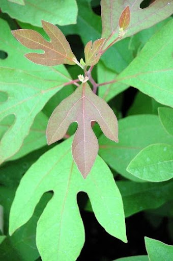 Sassafras Tree Profile by Kuenzi Turf & Nursery