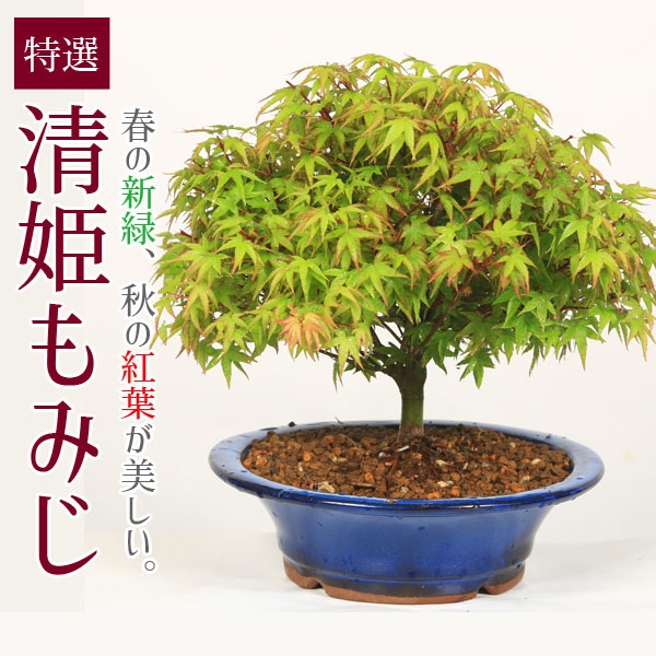 盆栽：特選清姫もみじ 瀬戸焼青鉢*＜2025年落葉＞秋紅葉狩り鉢植え