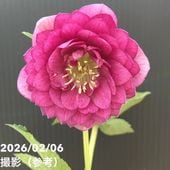 お買い得一点物咲き進み株】加藤農園 愛幸花丸姫 クリスマスローズ 毬