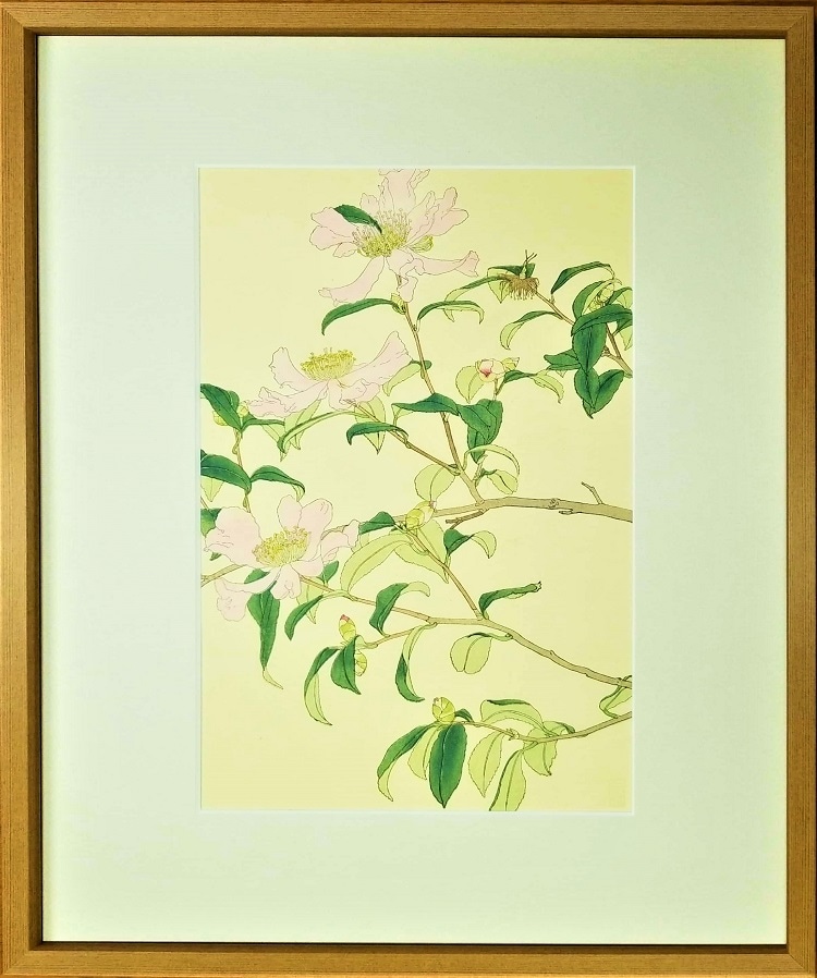 杉浦非水百花譜 「さざんくわ（山茶花）」』 | 杉浦非水 | 春陽堂書店