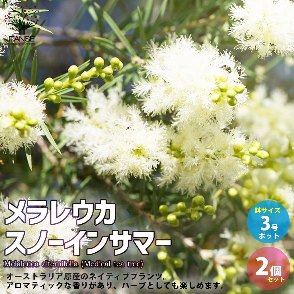 Amazon.co.jp: メラレウカ・スノーインサマー 3号ポット 2個セット