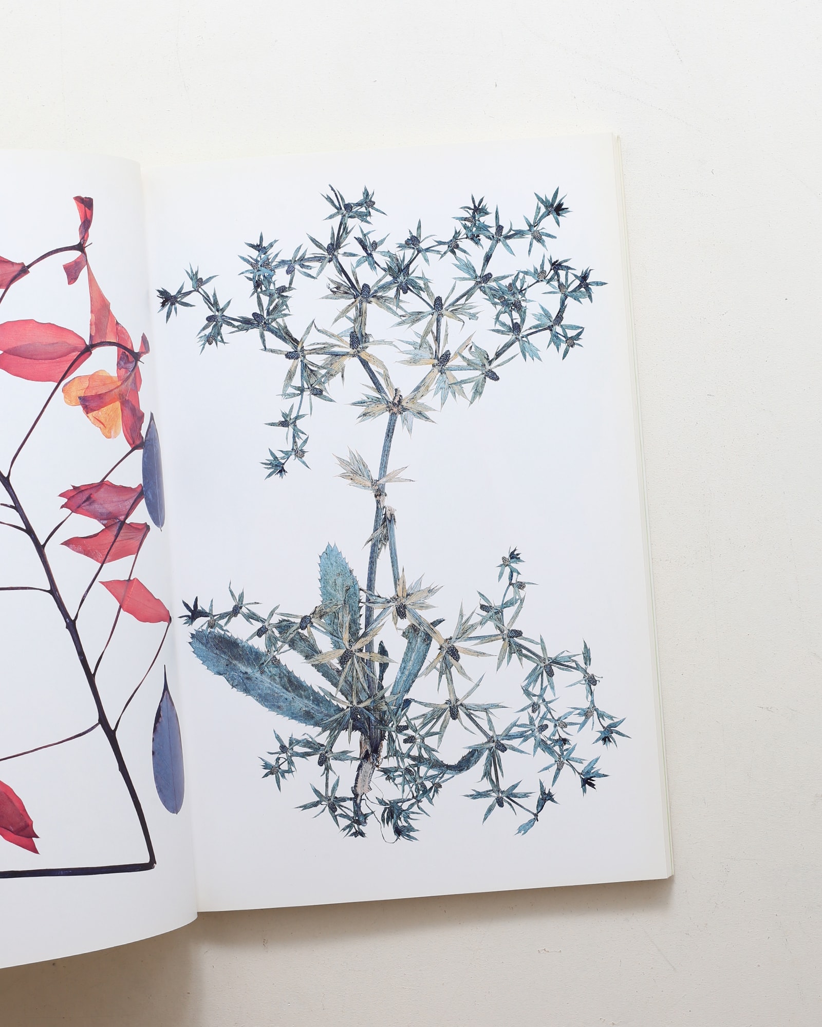 Flora ペーパーバック版 | Nick Knight | nostos books ノストスブックス