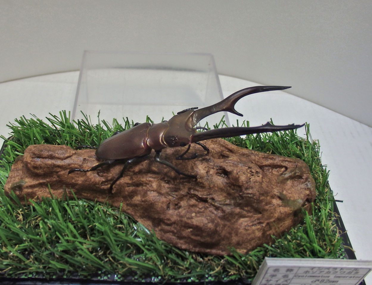 インペラトールホソアカクワガタ♂82mmレプリカ標本 | オオクワ京都昆虫館