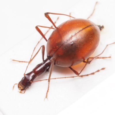 Gagatophorus schoenherri (Hope, 1835) オーストラリア西部固有の