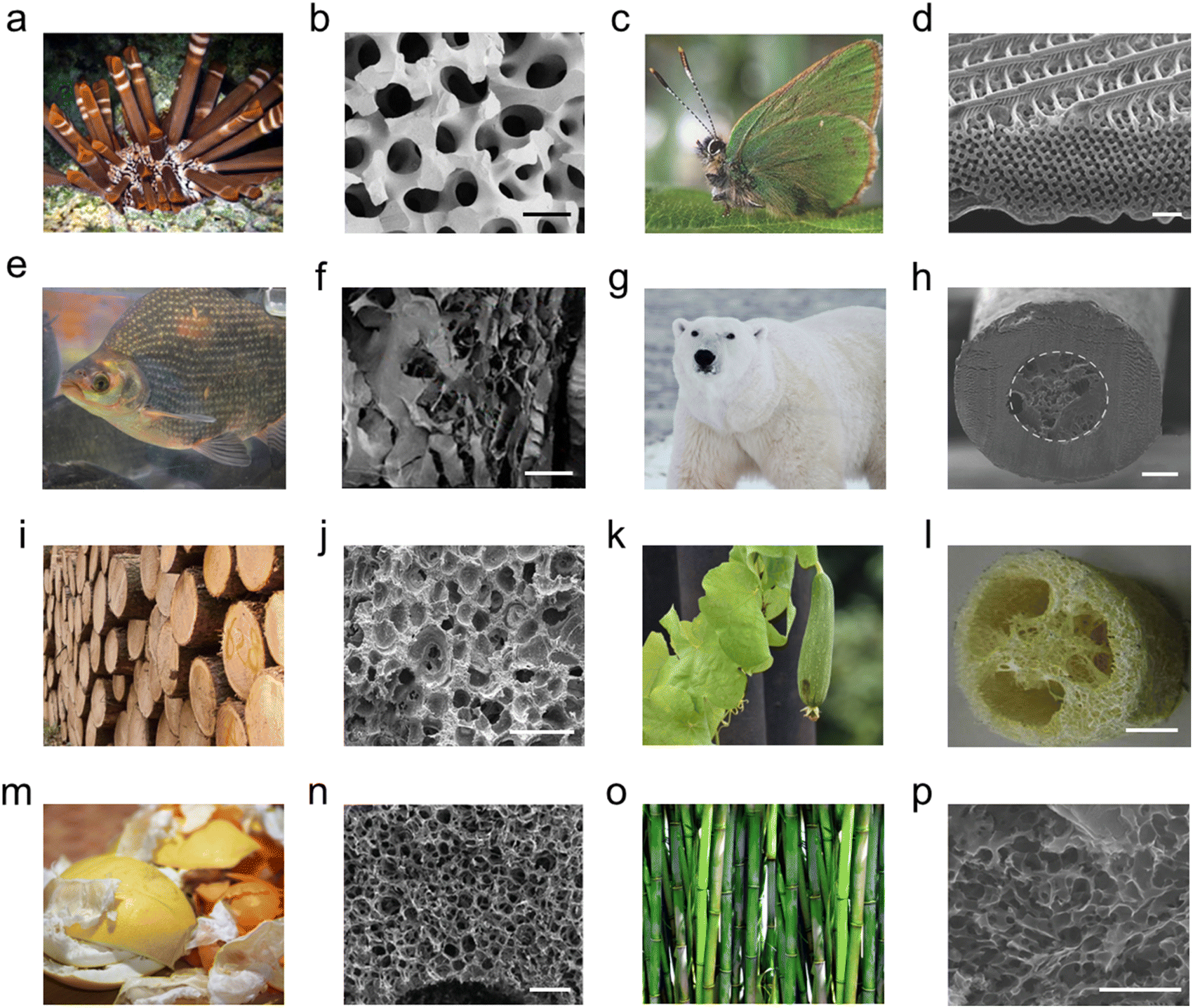 Recent progress in functional applications of polymer foams