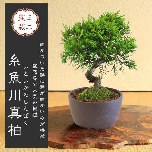 楽天市場】苗：糸魚川真柏（曲）*いといがわしんぱく シンパク : 遊恵