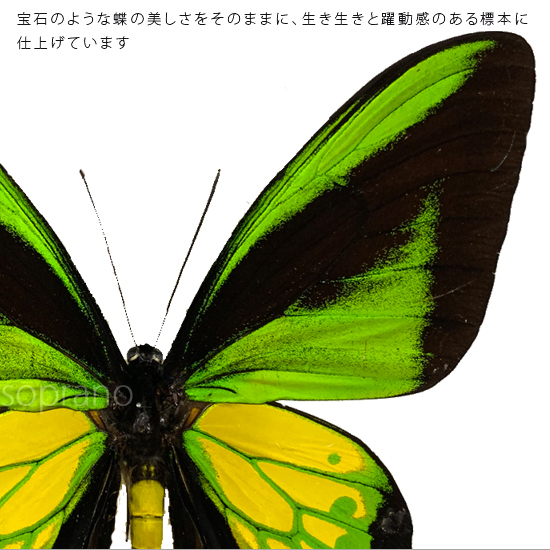 昆虫標本 蝶の標本 ゴライアストリバネアゲハ メタリック調ライト