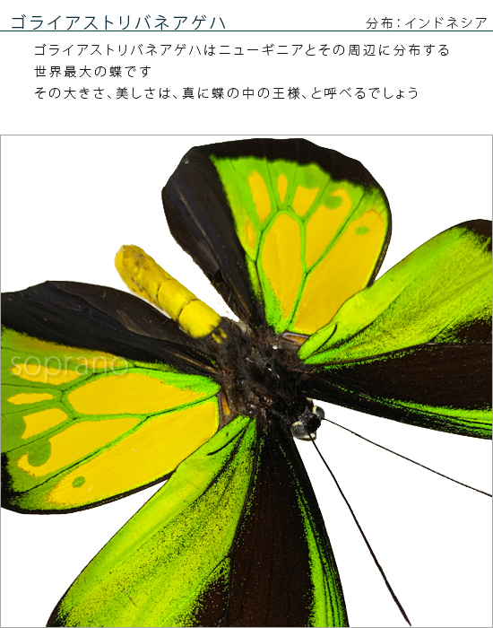 昆虫標本 蝶の標本 ゴライアストリバネアゲハ メタリック調ライト