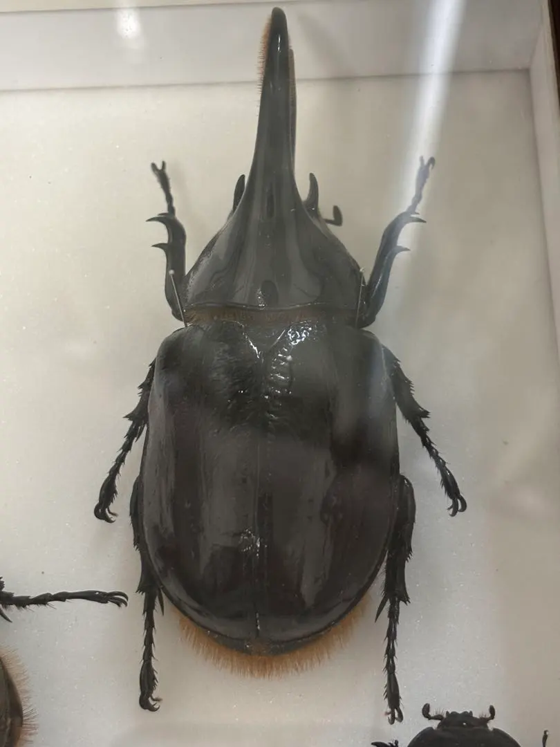 2026年最新】標本・ ネプチューンオオカブトの人気アイテム - メルカリ
