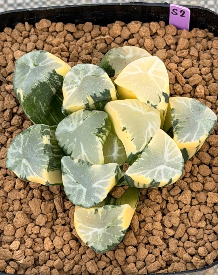 ハオルチア　万象錦　覇王　極上斑 多肉植物：ハオルチア 鮮明黄色斑 万象錦*幅6cm 現品 一品限り