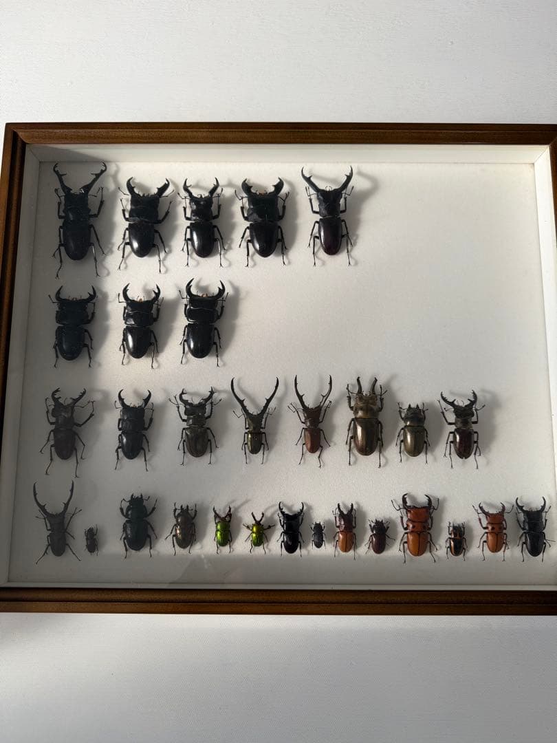 ム*ゴ様 ドイツ箱クワガタ標本 昆虫標本 テナガコガネ各種 クワガタモドキ 産地別コレクション研究用