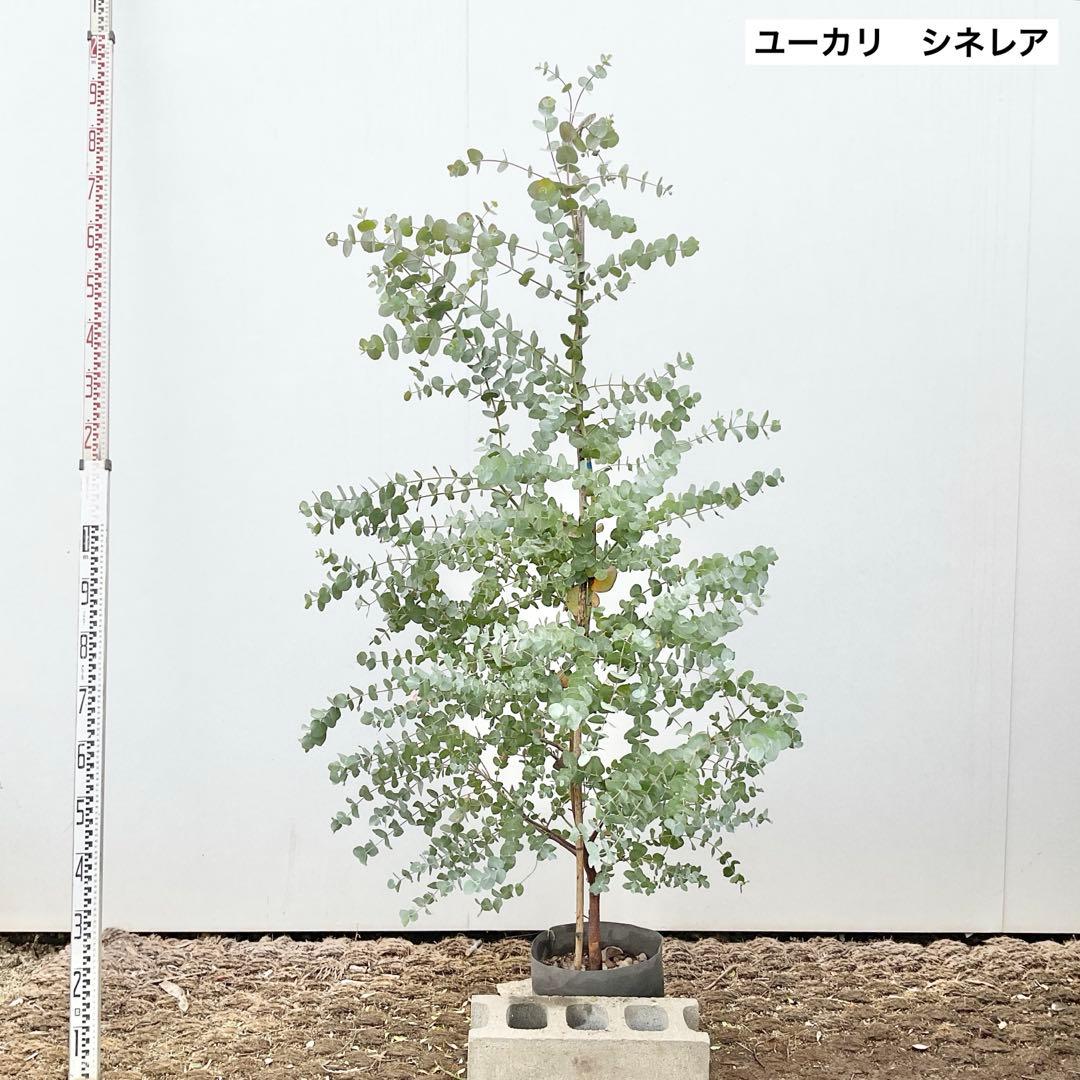 おかこさん専用　ユーカリ　シネレア/ 811 ユーカラン ユーカリ 100ml - お試しサイズの天然防虫効果デリケート
