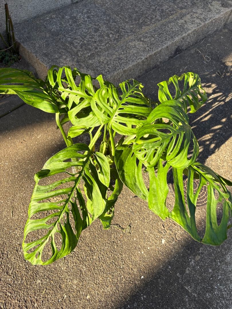 モンステラ エスケレート モンステラ エスケレート 税込2480円 #観葉植物 #モンステラ