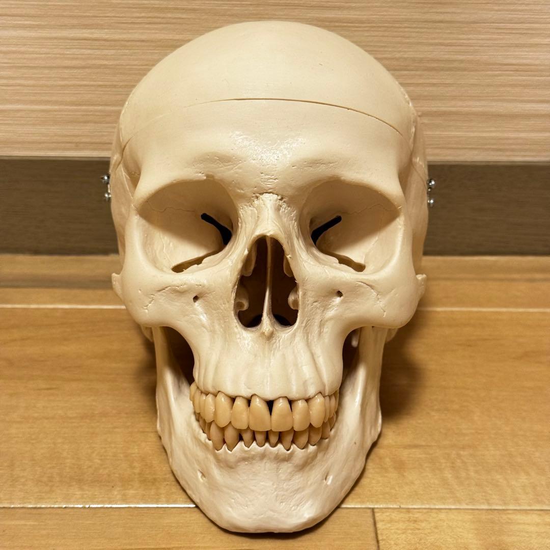 3B Scientific GmbH 頭蓋骨 模型 医学 骨標本 Amazon.co.jp: 透明な頭蓋骨模型 - 頭蓋透明モデル - 3B Scientific