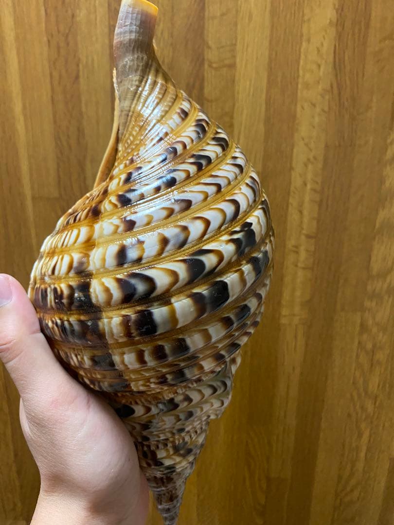 法螺貝 新鮮なホラ貝 35cm 色合いが綺麗