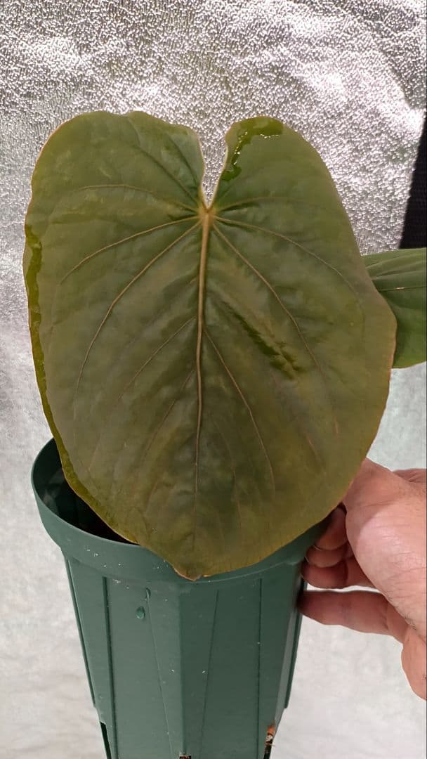 その他観葉植物 anthurium kunayalese Kunayalense is definitely one of the more challenging species out