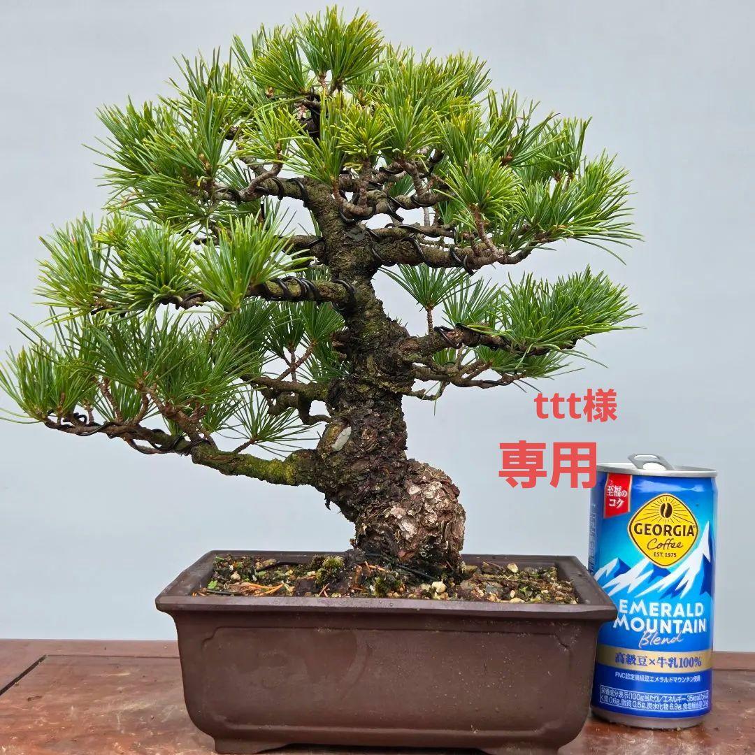五葉松　[模様木]　貴風盆栽 五葉松盆栽 模様木 No.a9-15 | 五葉松 専門盆栽園 松風園(しょうふう